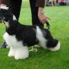 Krajowa Wystawa Psów Chorzów 13.09.2014 / National Dog Show in Chorzów