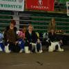 Klubowa Wystawa Spanieli i Psów Dowodnych - Bydgoszcz 23.11.2014 / Club Spaniel and Water Dog Show in Bydgoszcz - TOUCH OF LOVE Dziecko Leśnej Wygi